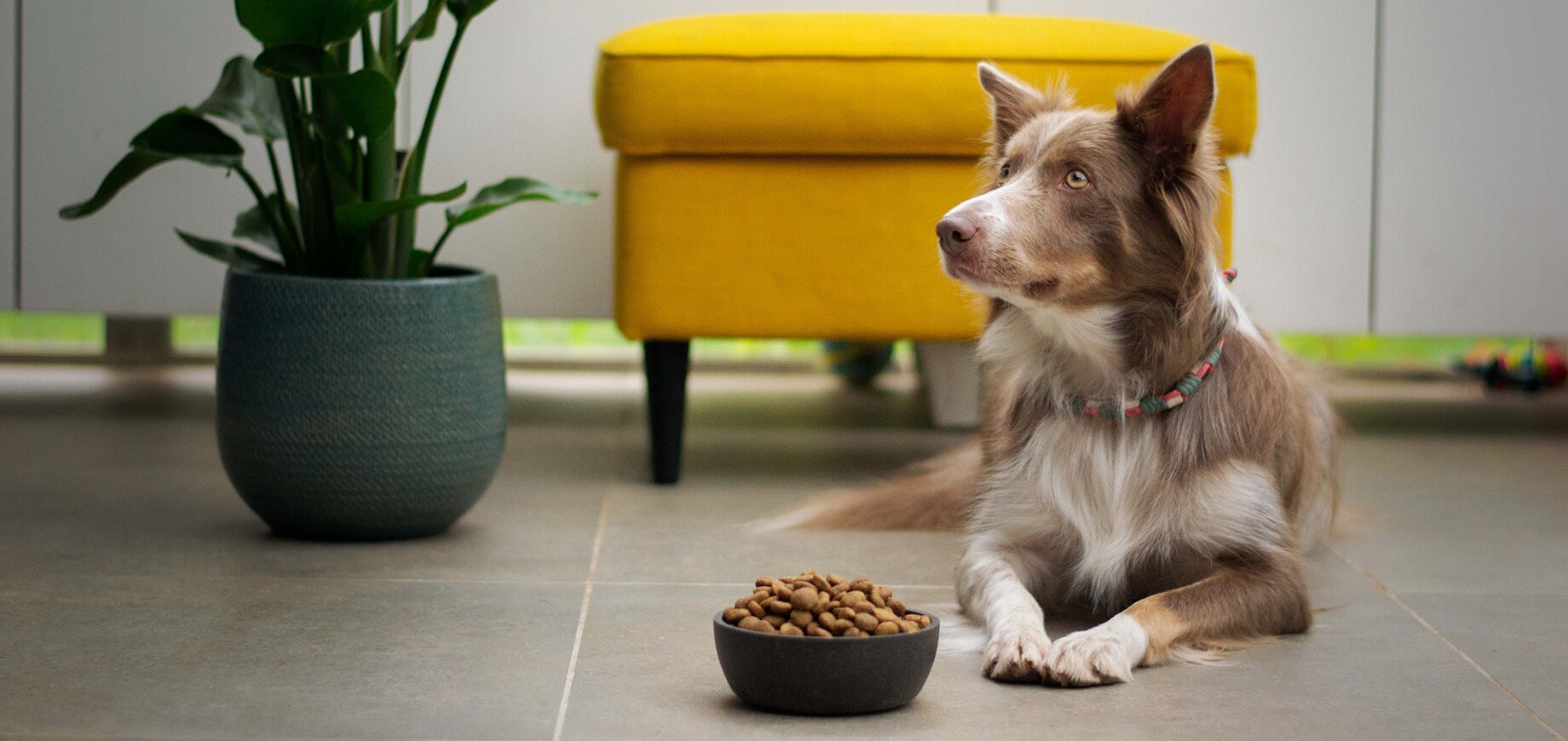 Un chien blanc et marron devant sa gamelle de croquettes