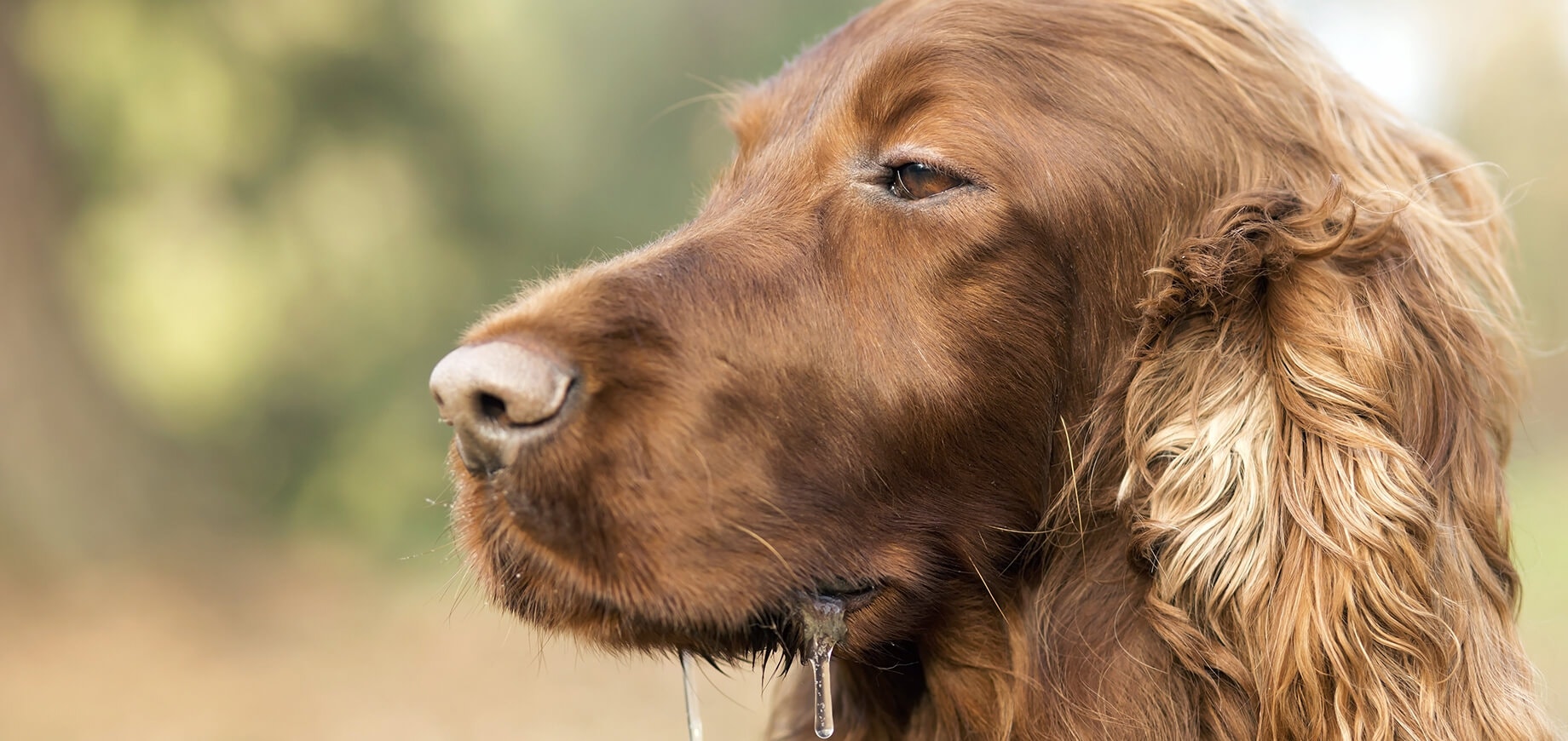Un Setter irlandais au poil marron bave