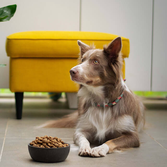 Un chien blanc et marron devant sa gamelle de croquettes