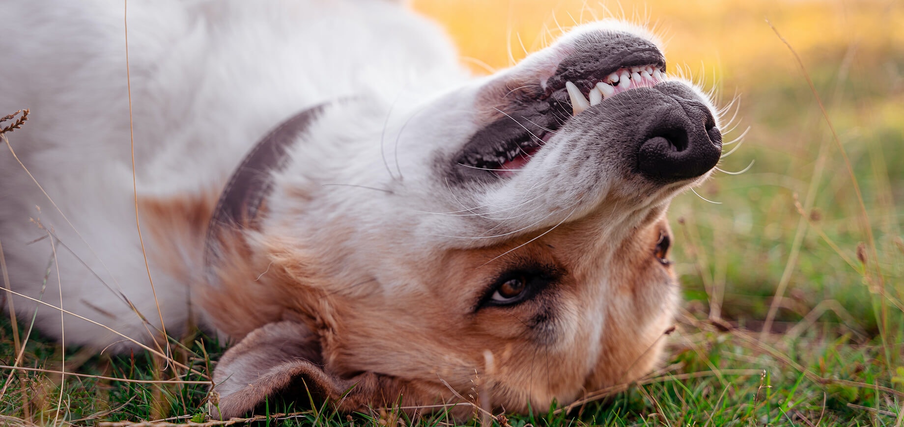 Chien sur le dos se fait caresser le dos et montre ses dents.