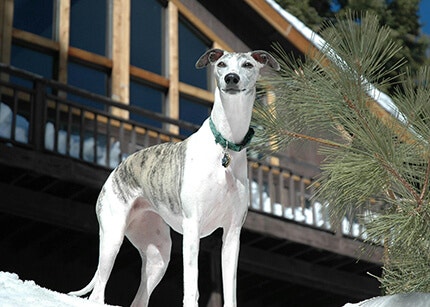 Lévrier Greyhound race de chien
