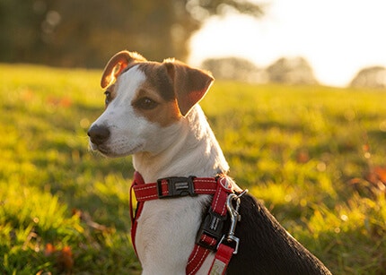 Jack Russell Terrier race de chien