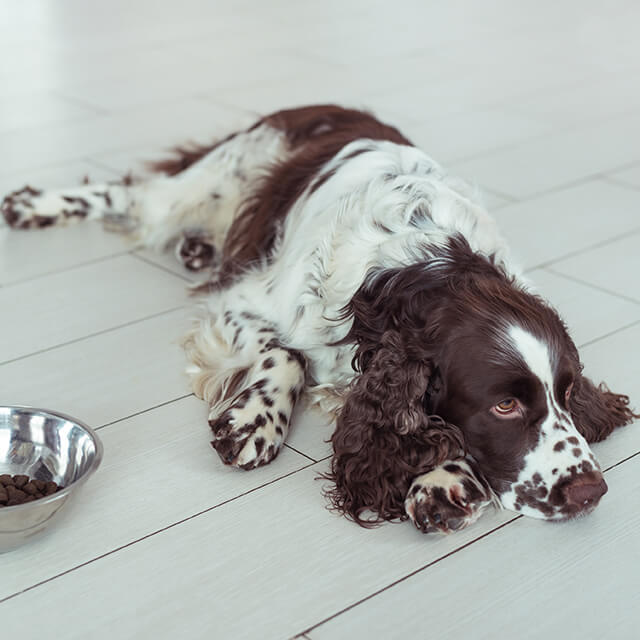 Chien couché à côté de sa gamelle