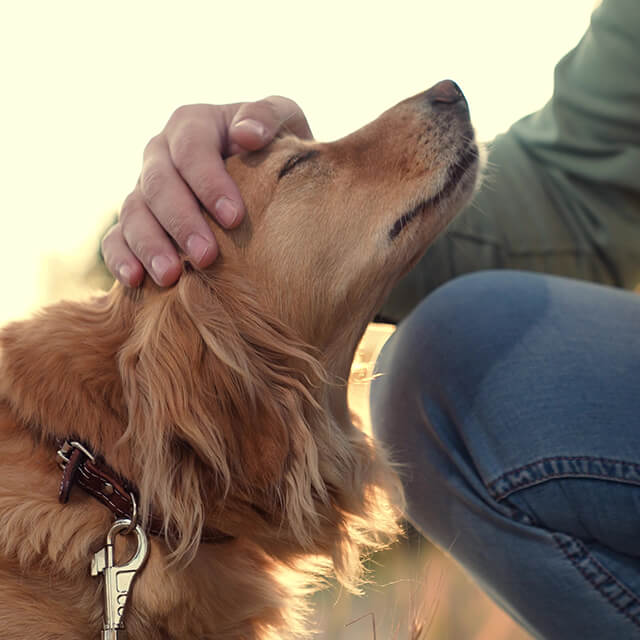 Chien caressé par son maître