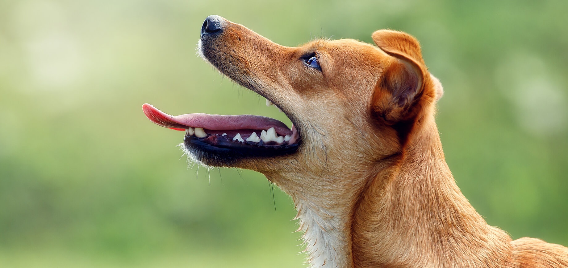 Chien heureux regardant vers le haut avec la bouche ouverte et la langue tirée