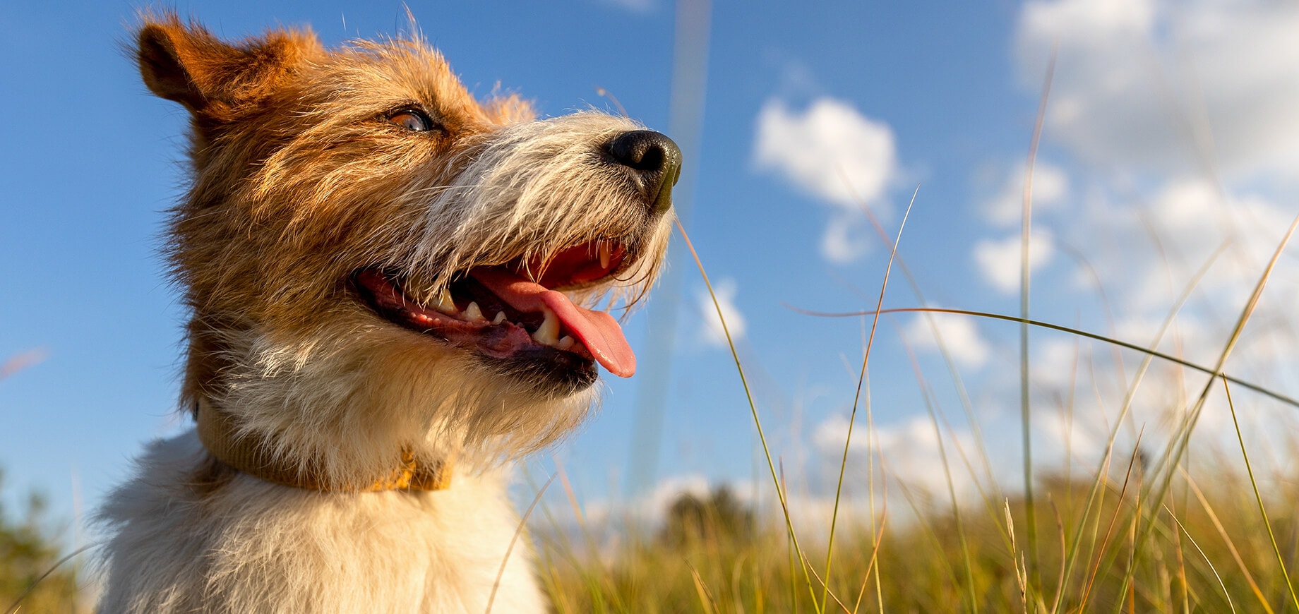 Chien dans un champ avec des herbes hautes