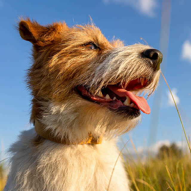 Chien dans un champ avec des herbes hautes