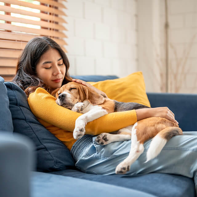 Chien dormant dans les bras de son maître