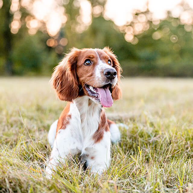 Chien couché dans un champ d'herbe courte
