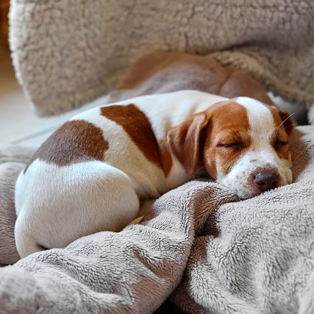 Chiot dormant sur un coussin