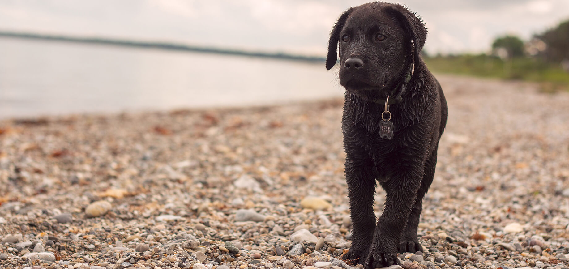 Un chiot labrador noir, mouillé, marche sur une plage de galets sous un ciel nuageux, avec un collier à médaille