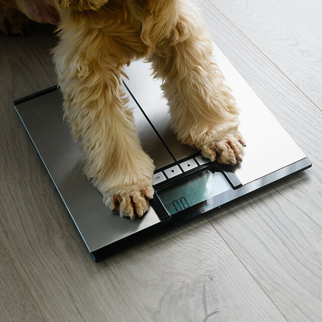 Chien debout sur un pèse-personne affichant son poids