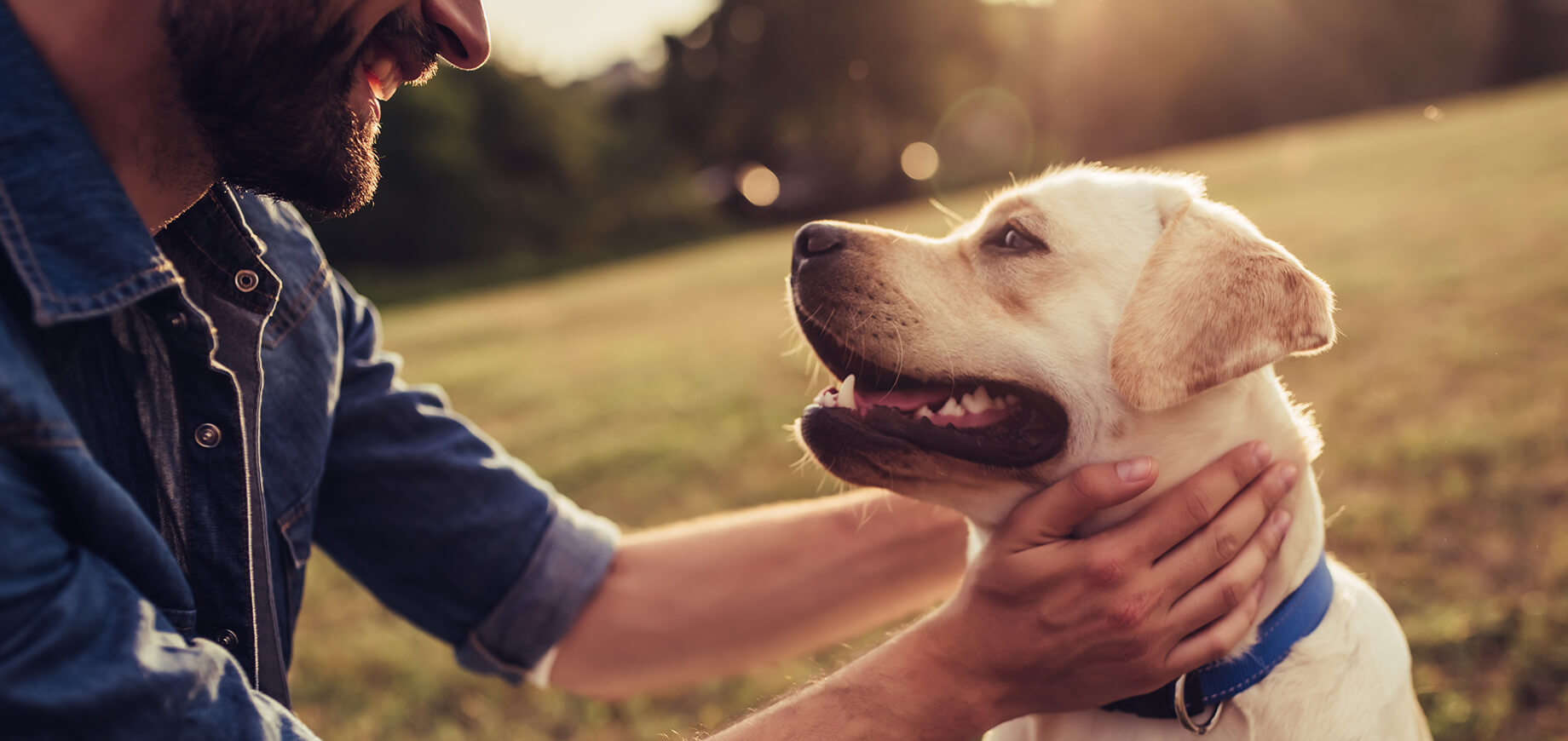 Un homme souriant caresse un labrador avec affection dans un parc ensoleillé