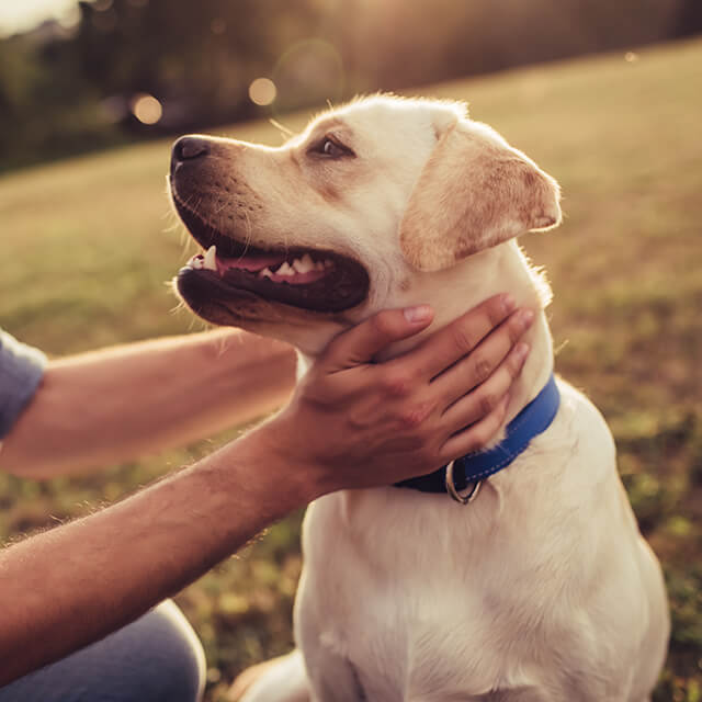 Un homme souriant caresse un labrador avec affection dans un parc ensoleillé