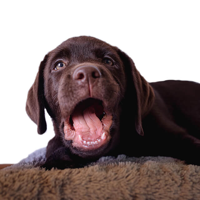 Chien avec bouche ouverte montrant les dents et la langue