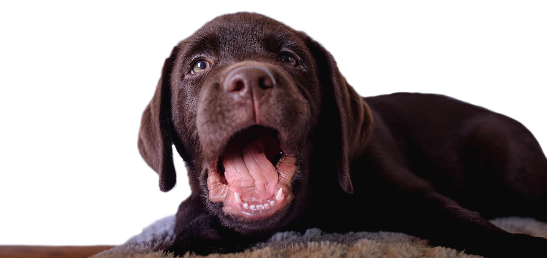 Chien avec bouche ouverte montrant les dents et la langue