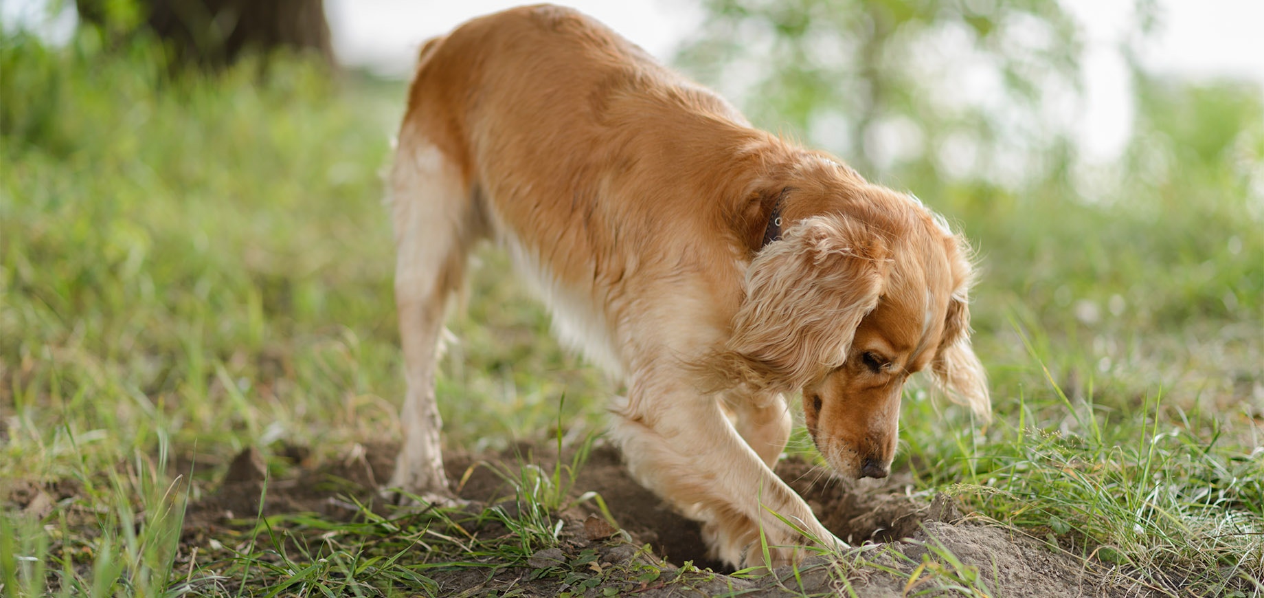 Jeune chien qui creuse un trou dans un jardin