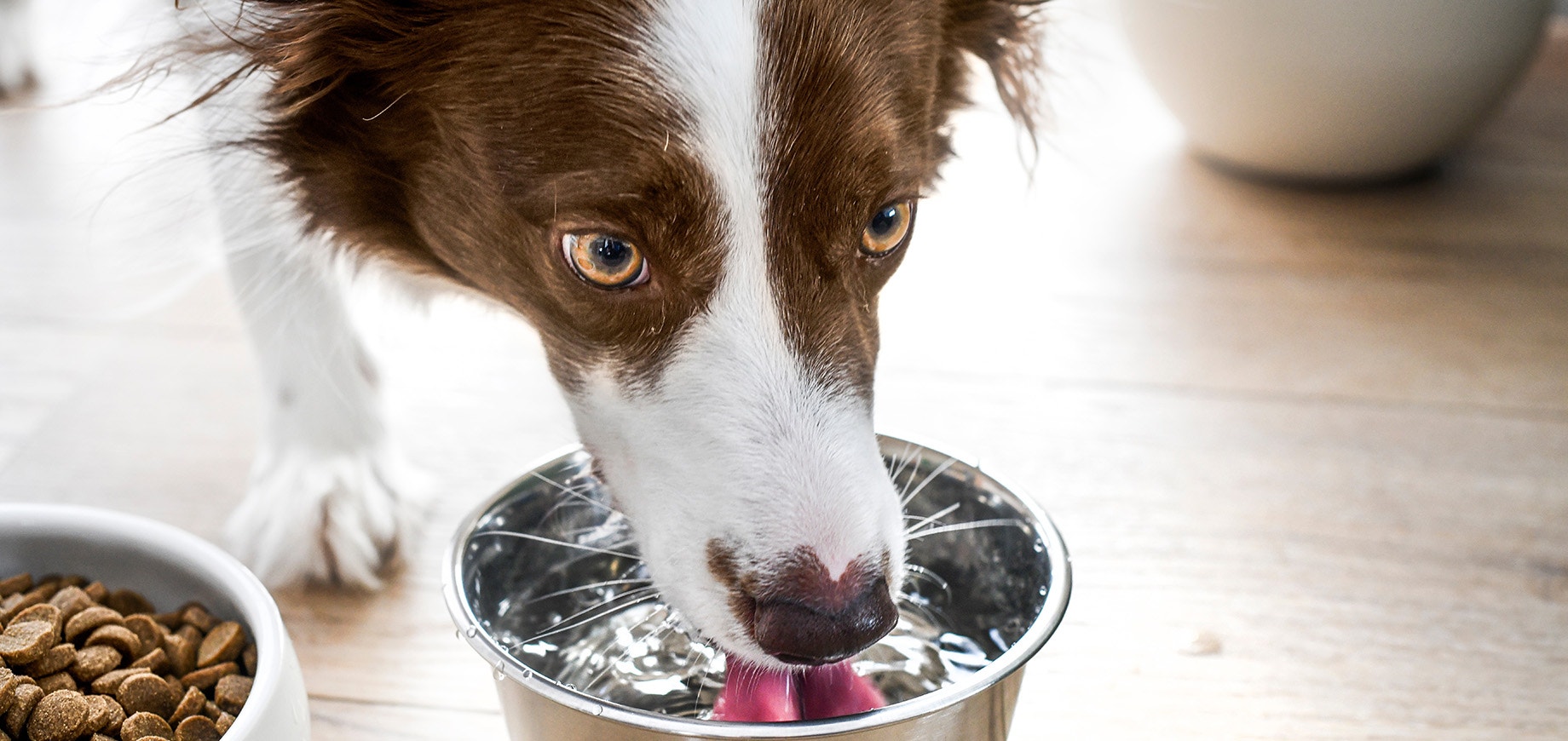 Chien buvant de l'eau dans un bol.