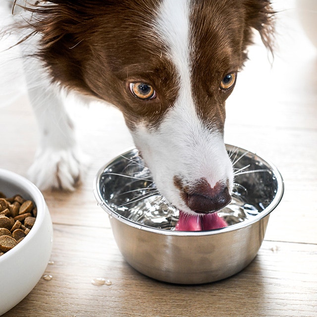Chien buvant de l'eau dans un bol.