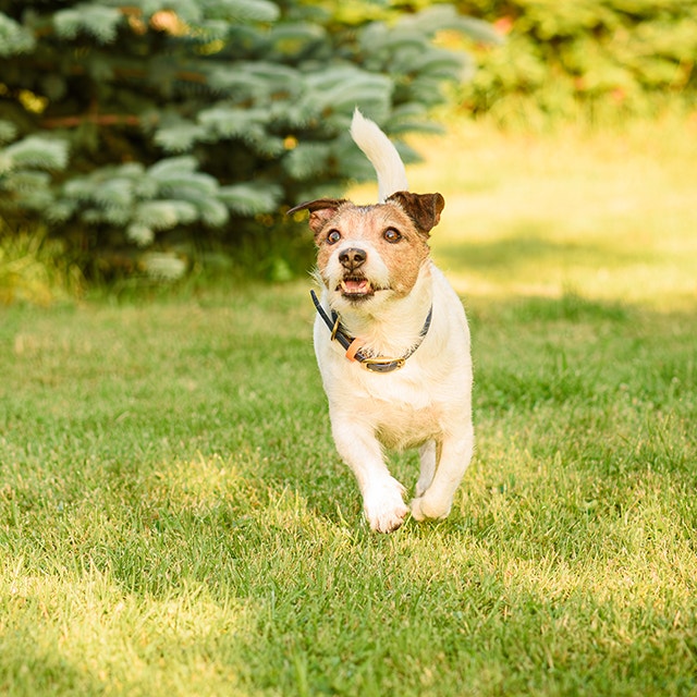 Un petit chien court joyeusement vers une personne dans un jardin.