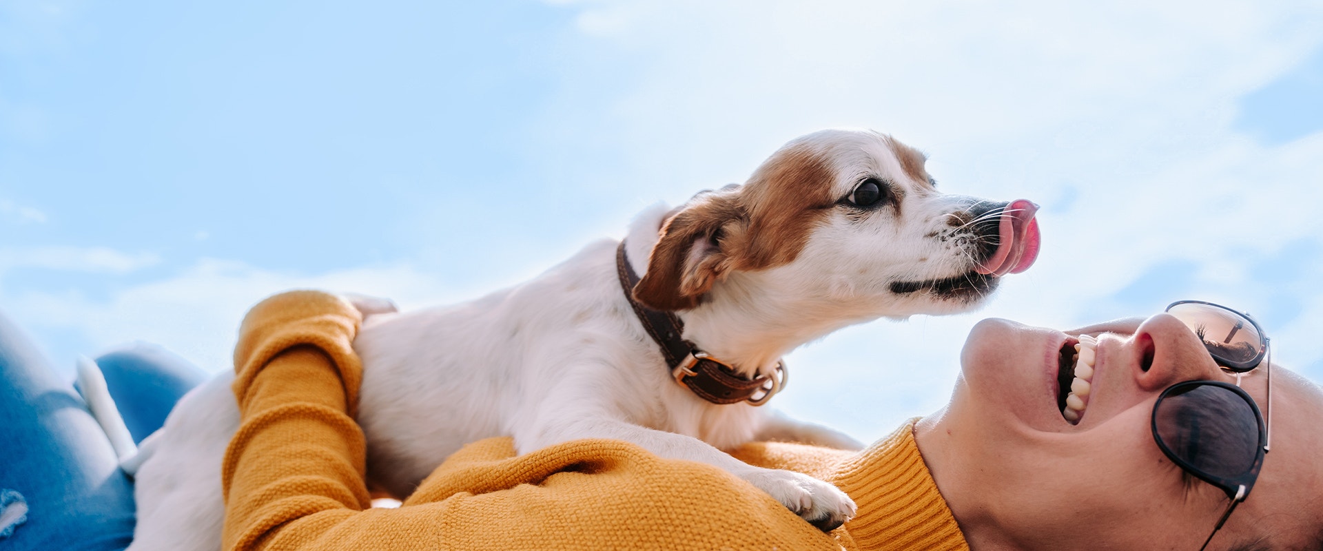 Une jeune femme est allongée sur le dos en riant tandis qu'un jack russell terrier beige et blanc est assis sur sa poitrine en essayant de la lécher.