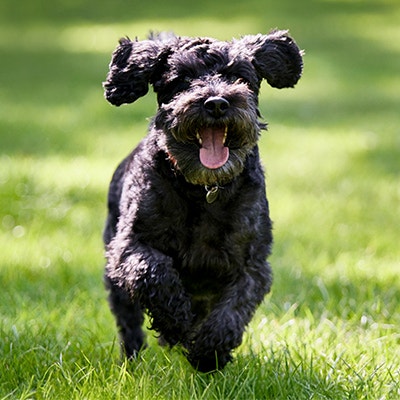 Pedigree Petits chiens​