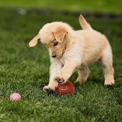 Pedigree Éducation des chiots
