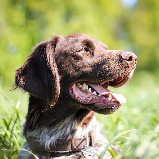 Adoption du chien adulte : les premiers jours