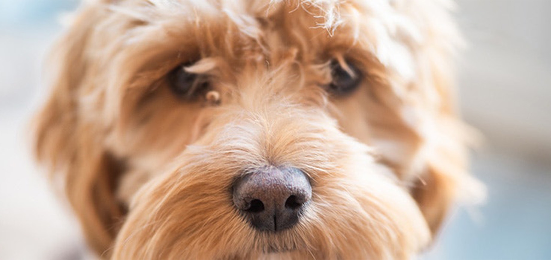 Adopter un chien : nos conseils pour préparer au mieux son arrivée