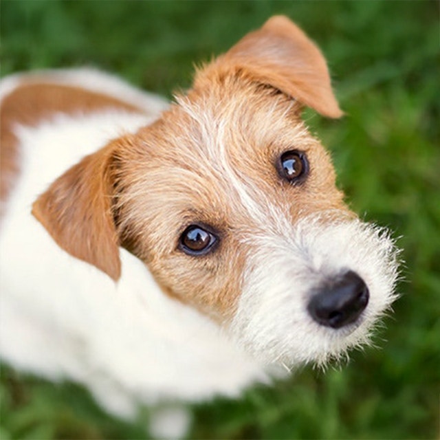 Rétablissons les faits : 5 idées reçues sur les chiens de refuge