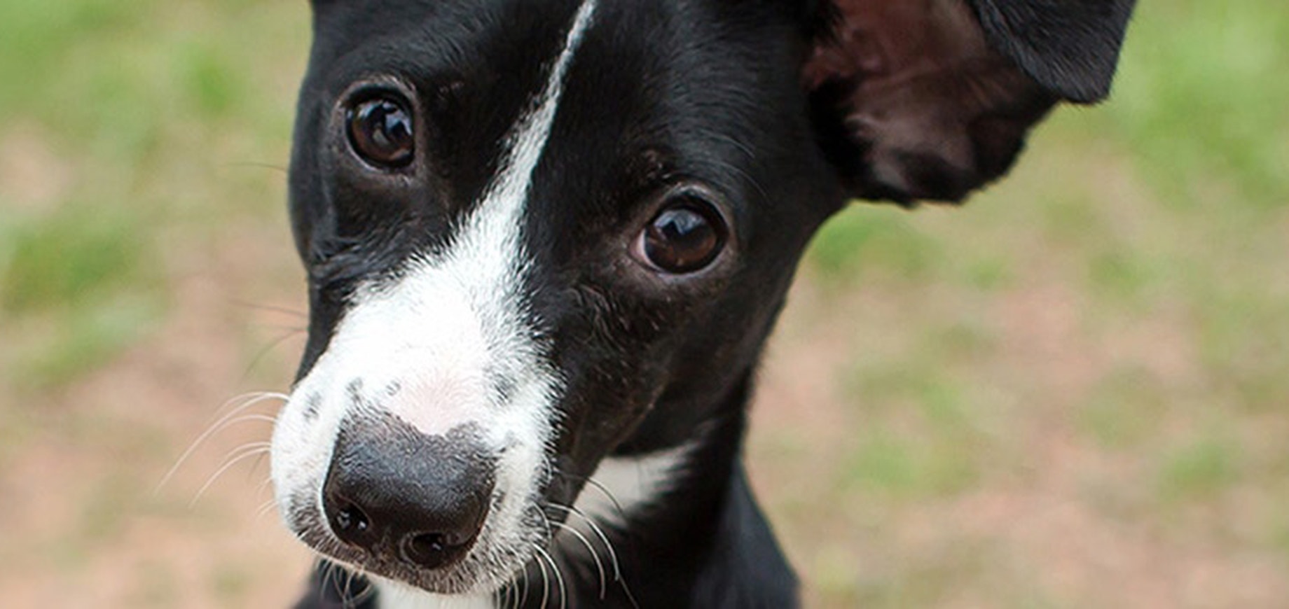 Chiens de refuge : Saurez-vous séparer les faits de la fiction ?