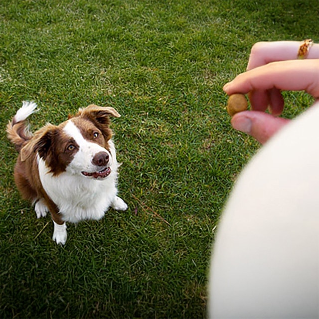 Un chien adopté peut-il encore apprendre?