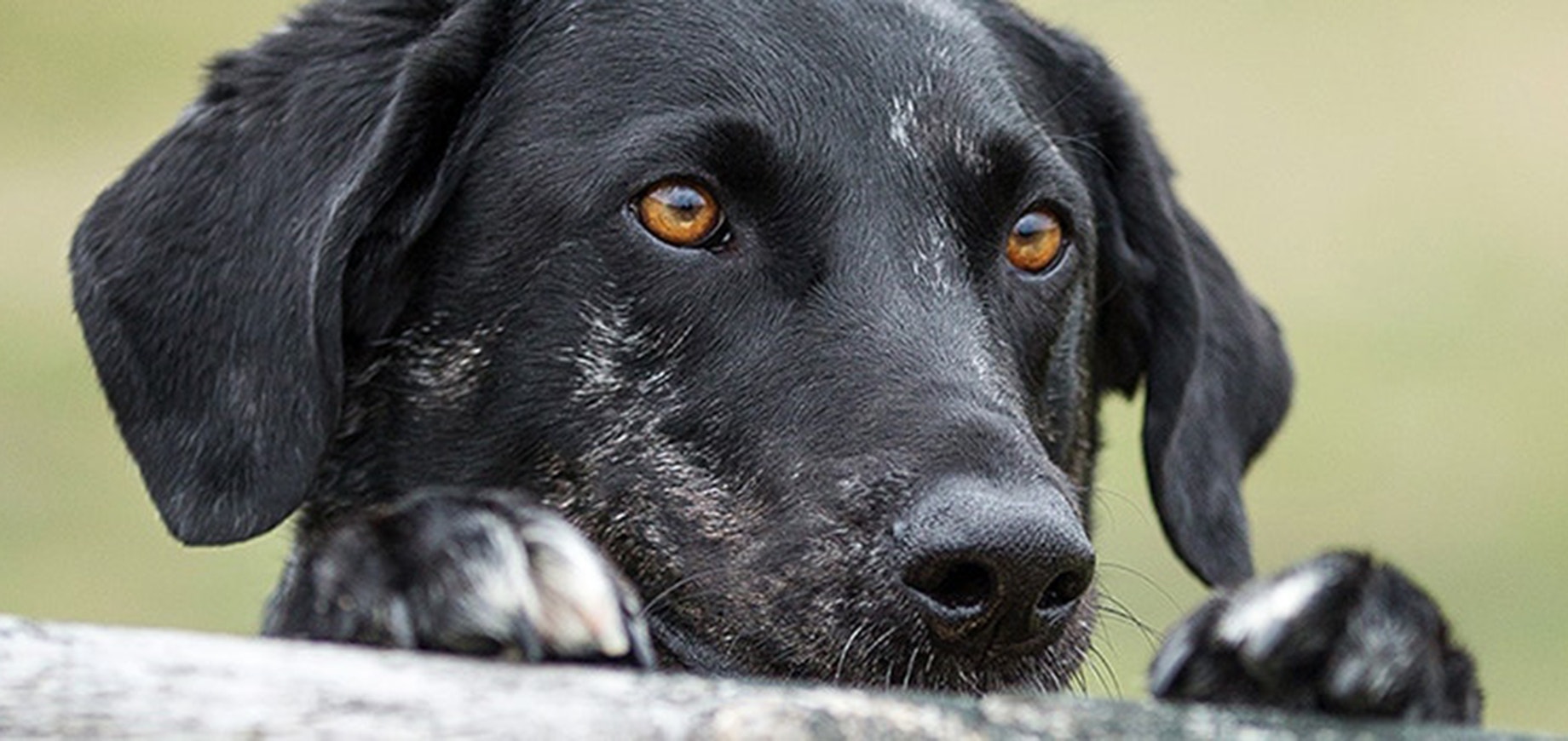 Vous pensez adopter un chien ? Pensez au refuge.