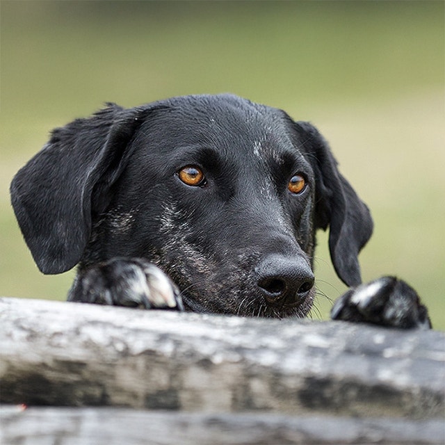 Vous pensez adopter un chien ? Pensez au refuge.