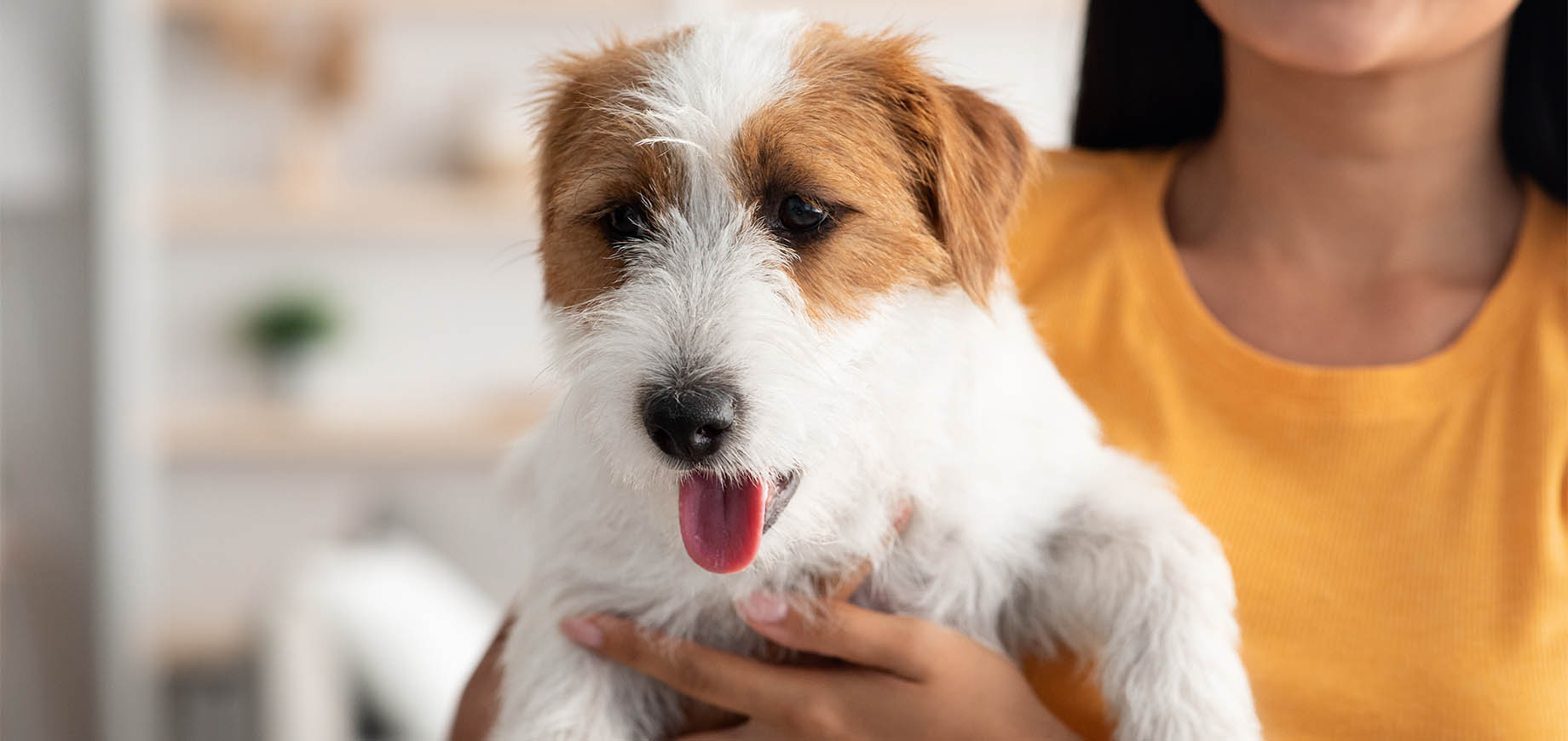 Femme souriante tenant un petit chien blanc et brun à l'intérieur.