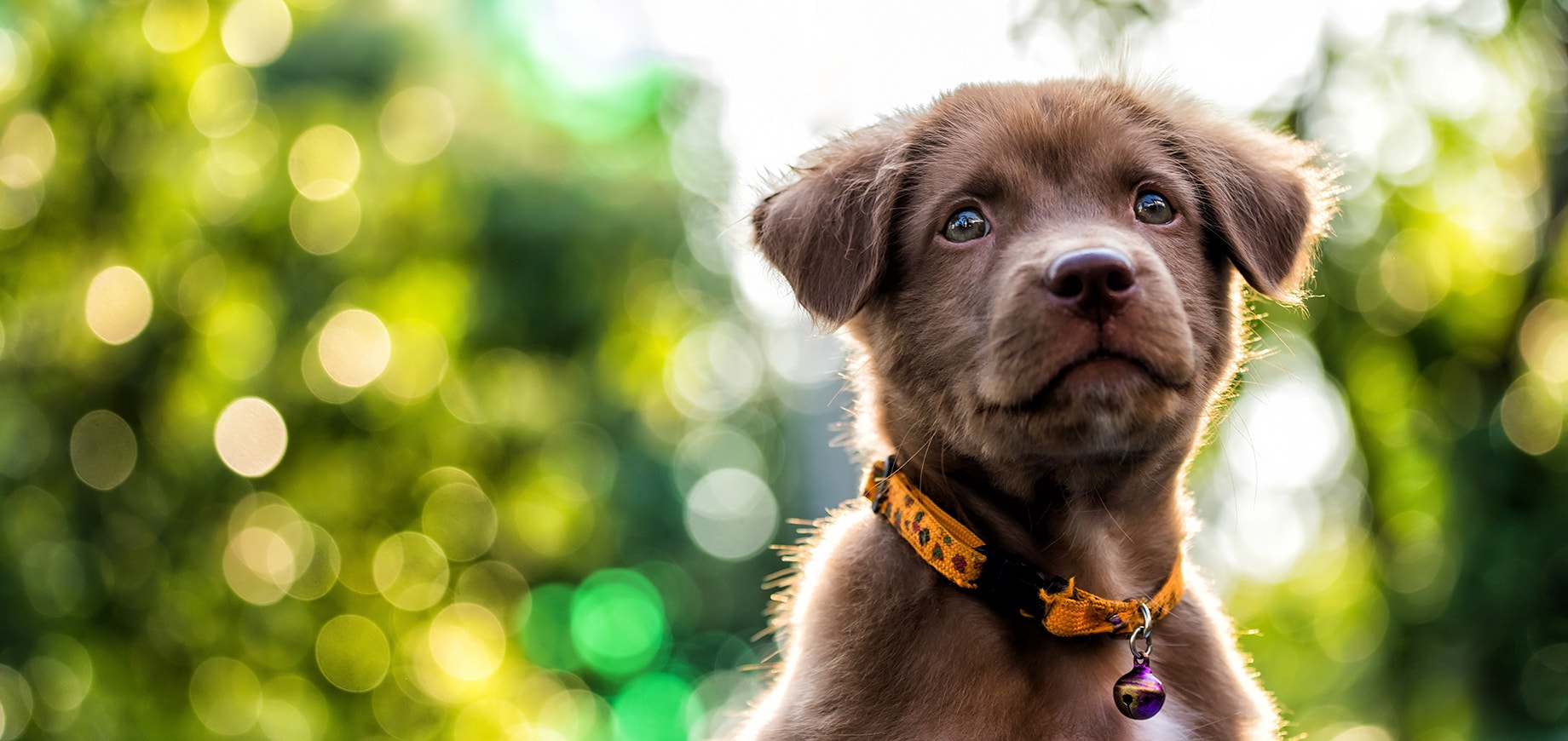 Chiot marron regarde devant lui en souriant