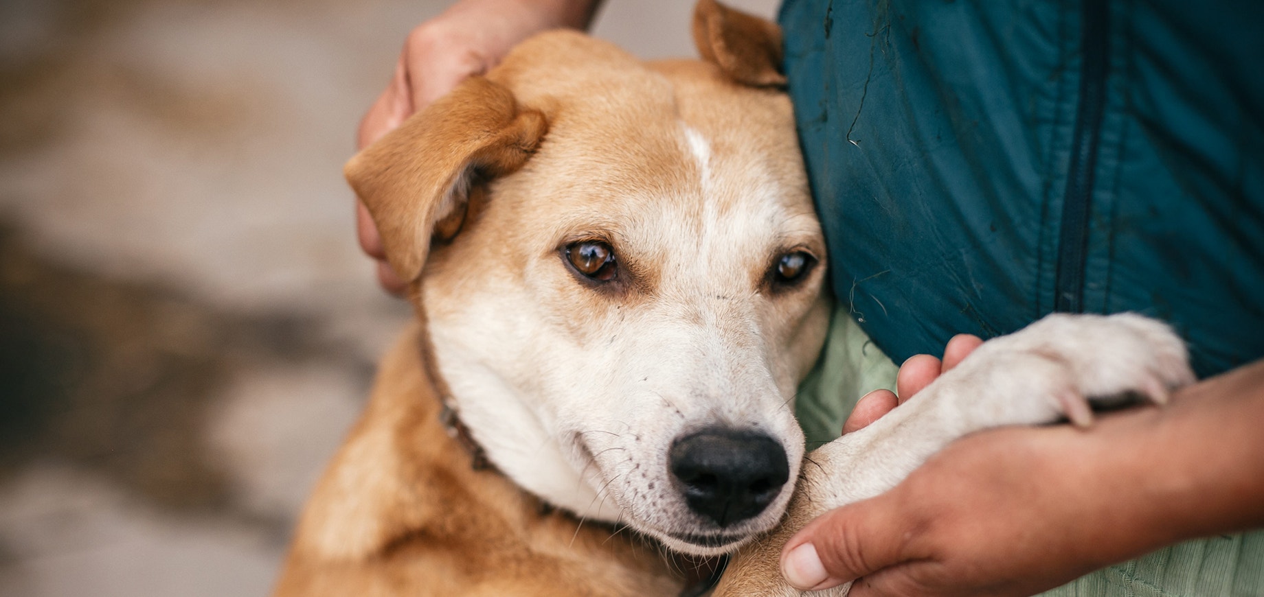 Propriétaire tenant la patte d'un chien brun et blanc.