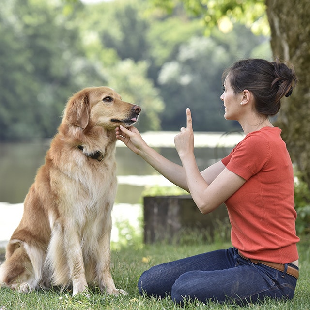 Une femme dresse un golden retriever en plein air près d'un lac.