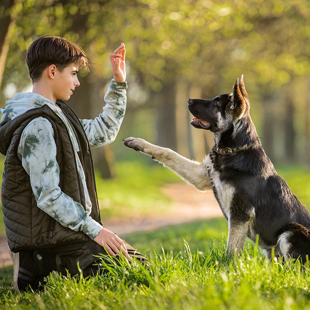 Garçon entraînant un chiot berger allemand en extérieur.