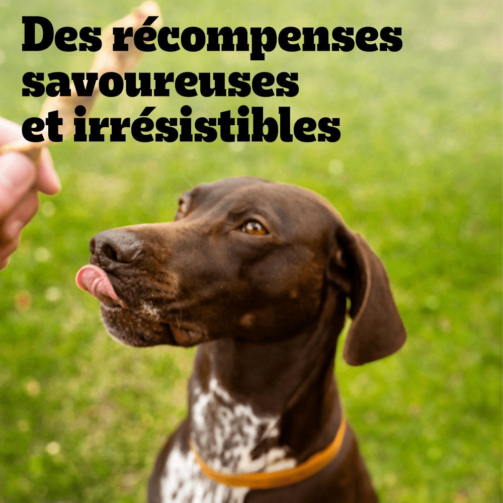 PEDIGREE® RANCHOS™ Twist Bâtonnets Au Canard et À la Dinde Récompenses Pour Chien Adulte 8x60g