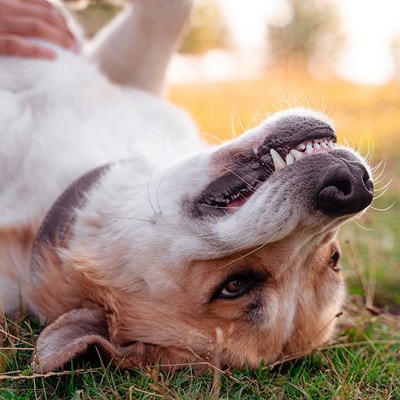 Chien sur le dos se fait caresser le dos et montre ses dents.