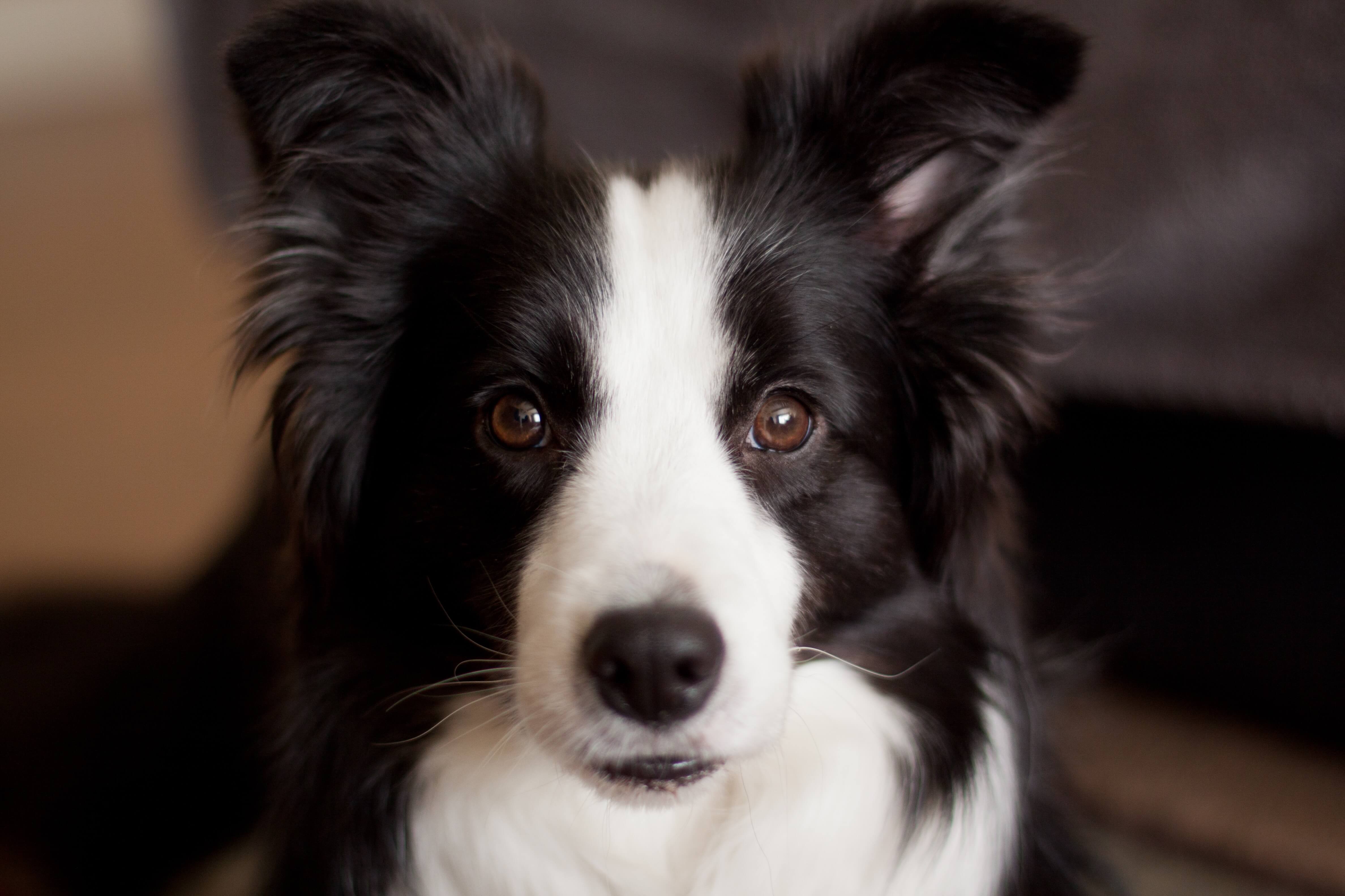 chien border collie