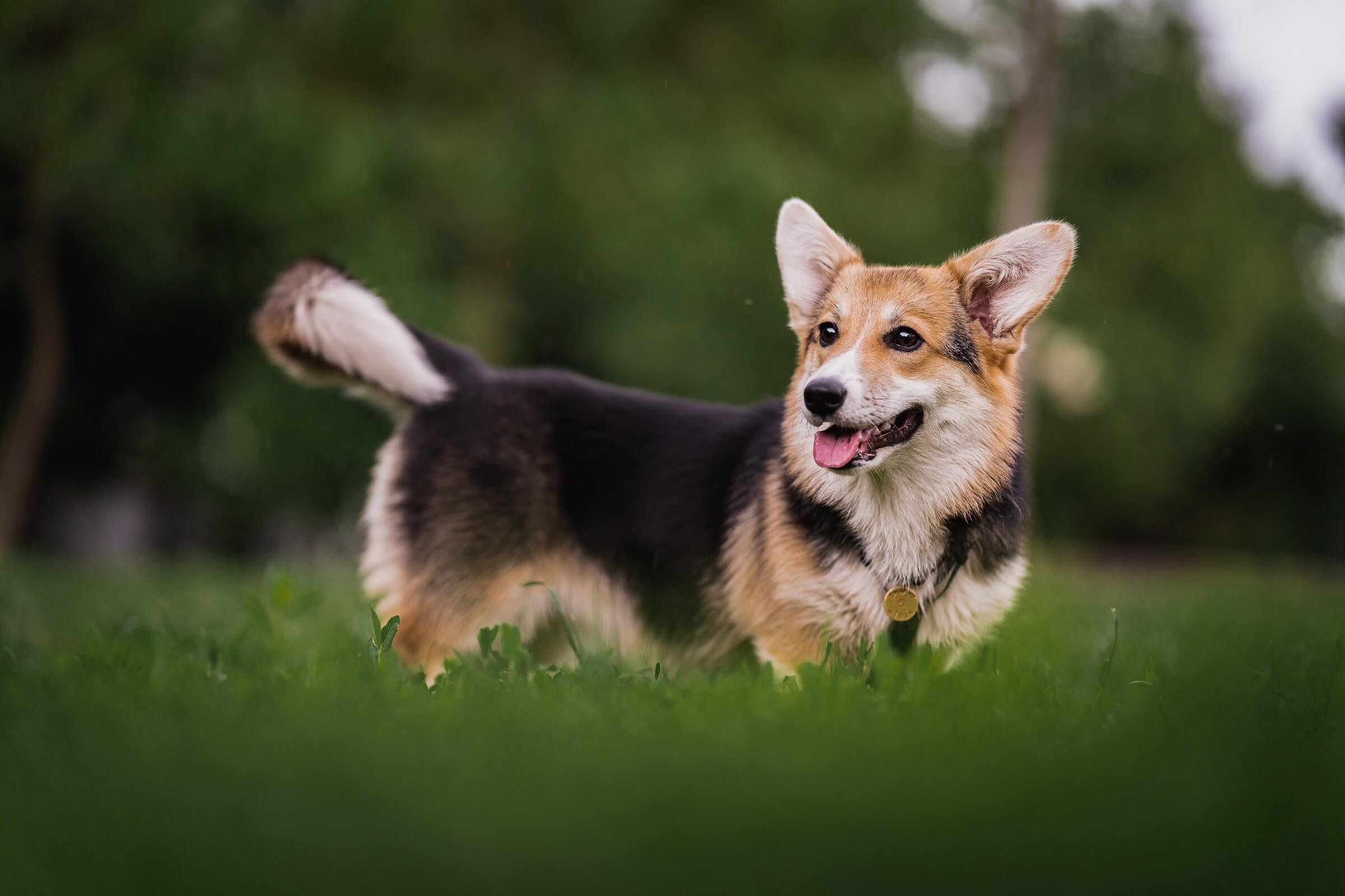 chien pembroke welsh corgi