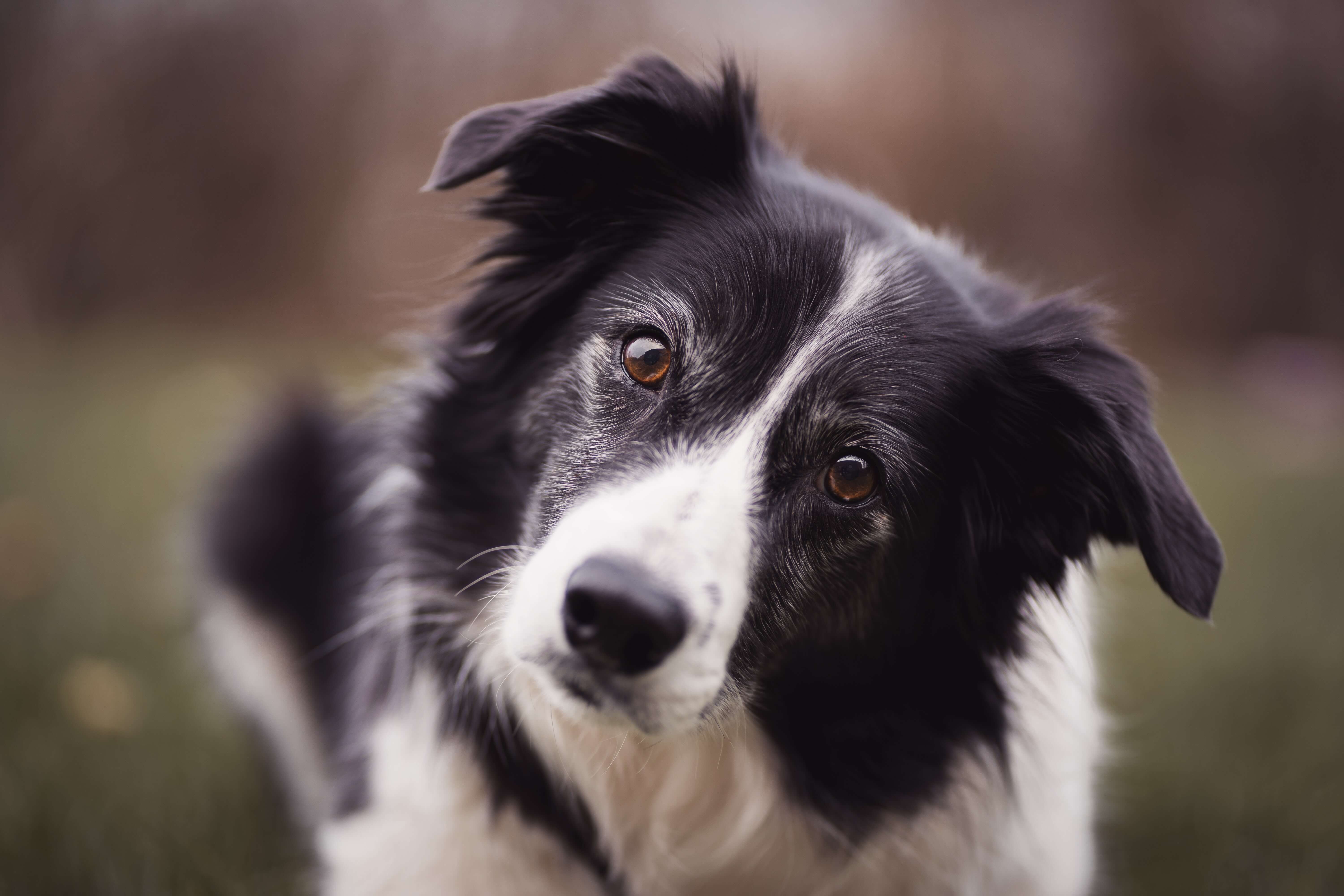 chien border collie