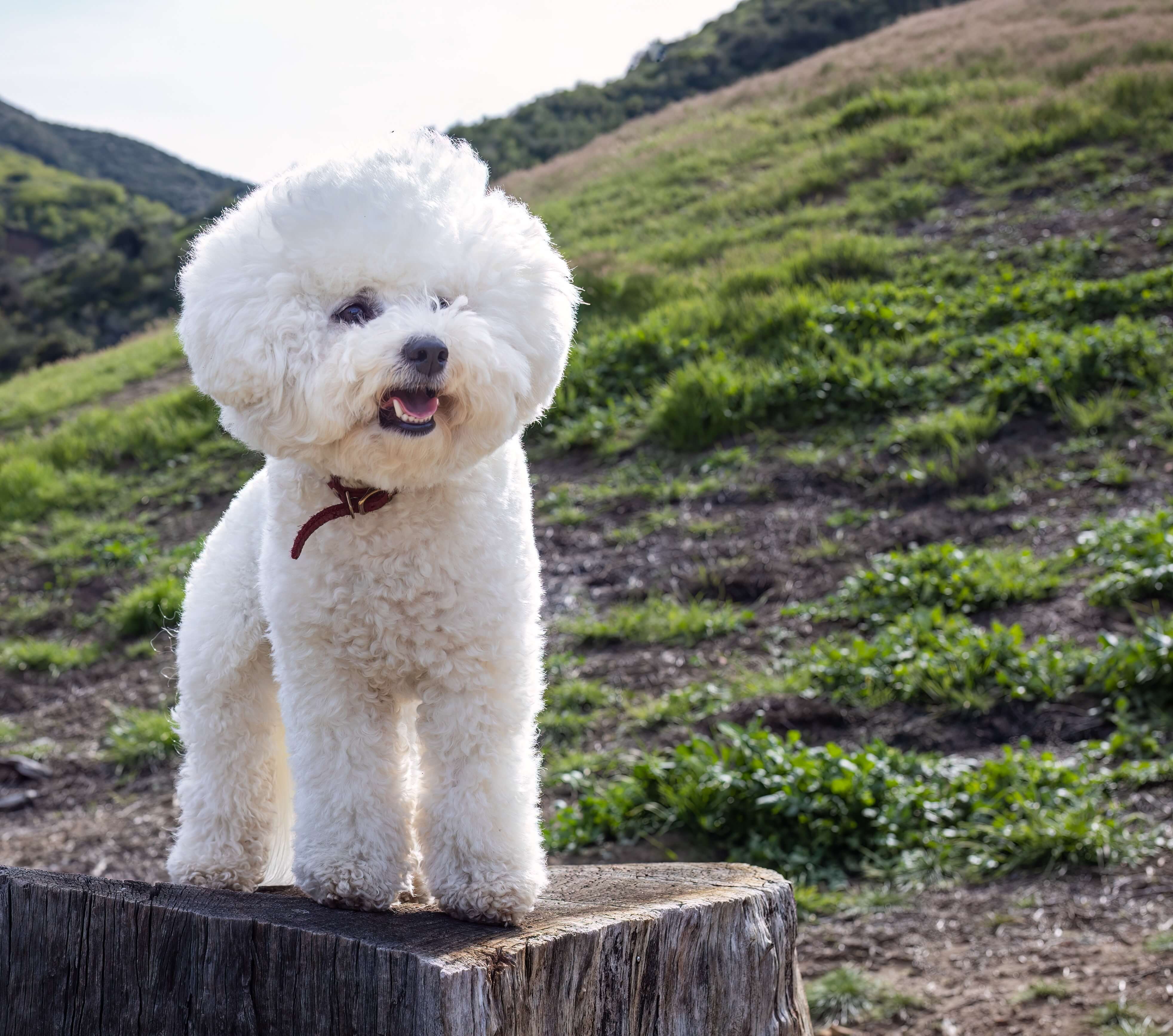 chien bichon frisé
