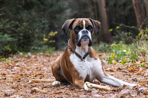 chien boxer