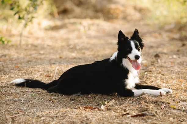 Border Collie
