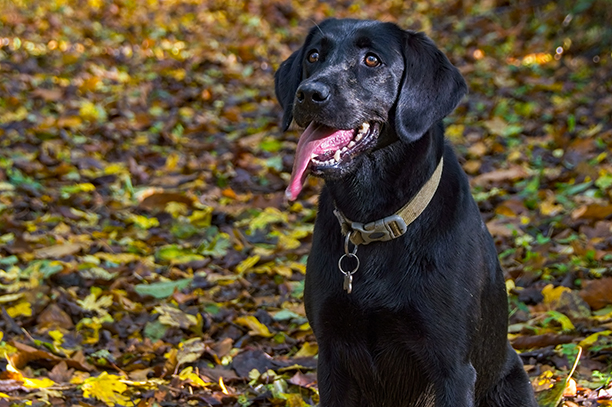 Un labrador à l'écoute