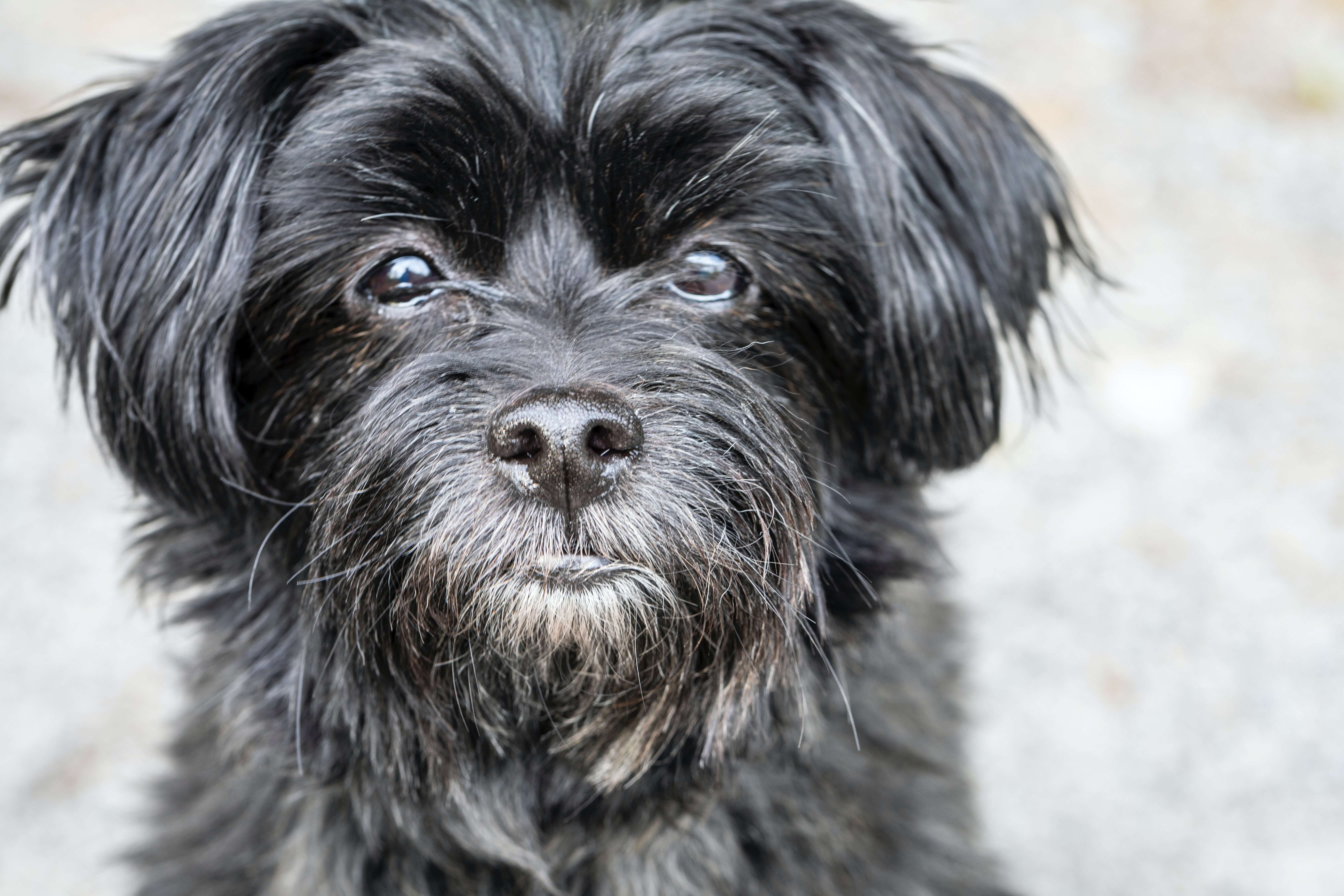  chien affenpinscher