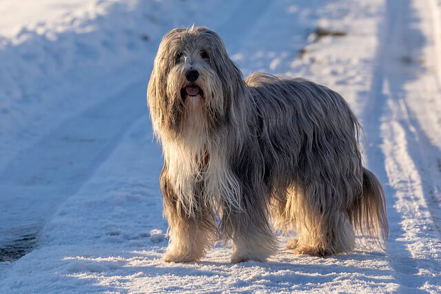 Collie barbu sur un chemin de neige.
